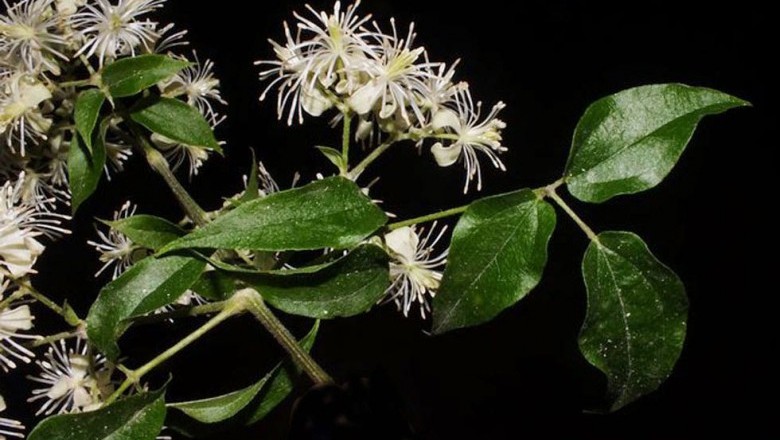 Cây Dây hương. Erythropalum scandens Blume - Cây Thuốc Nam Quanh Ta